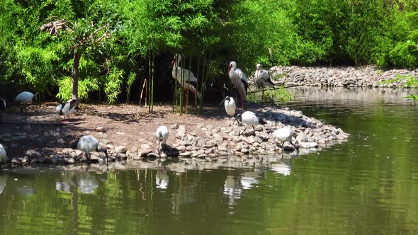 Storks Near The Lake