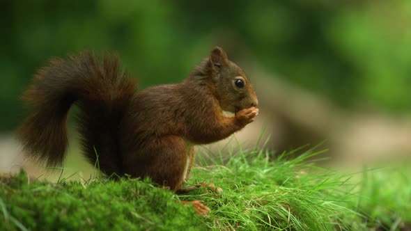 Slow Motion Macro Close Up of Red Squirrel Eating A Hazelnut Quickly