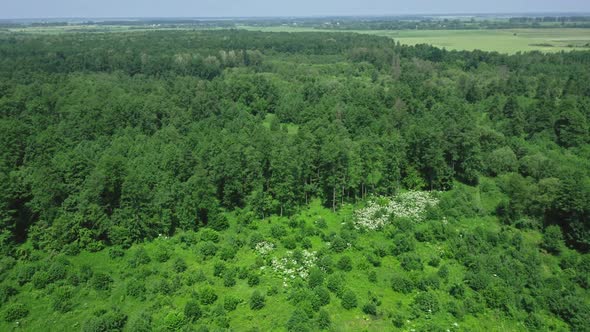 Aerial View Around The Forest