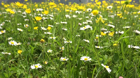 Meadow Floor Covered With Yellow and White Flowers in Lowland