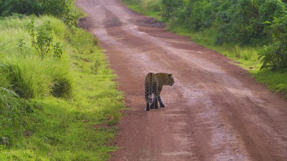 a beautiful cheetah walks along the road of the African savannah against the background of green bus