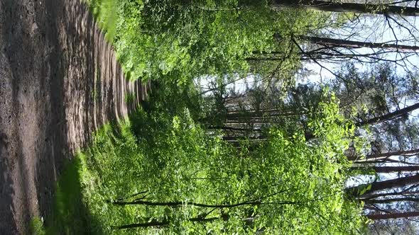 Vertical Video Aerial View Inside a Green Forest with Trees in Summer