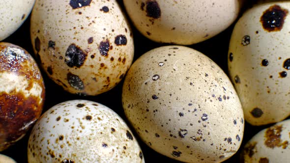 Quail Eggs Rotation Background