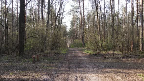 Aerial View of the Road Inside the Forest