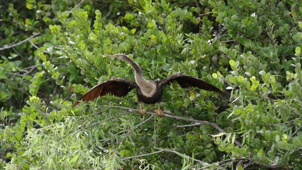 Bird standing on a branch