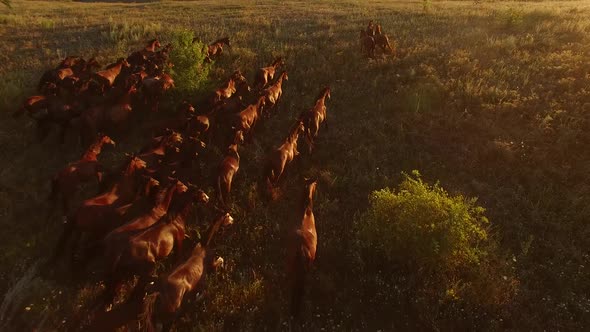 Aerial View of Running Horses.