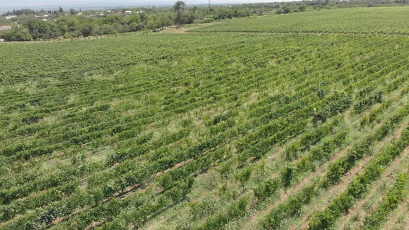 Aerial flight over beautiful vineyard landscape in Tsinandali, Georgia