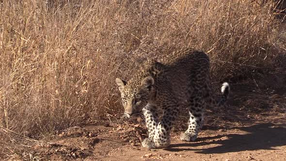 A young leopard slinks along the edge of the bushes until he finds his mother and lays beside her in