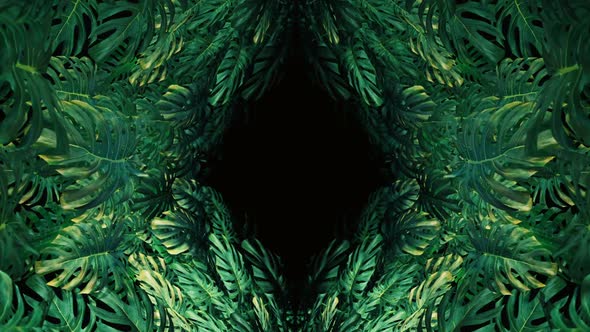 Flying On Swiss Cheese Plant 06 HD alt