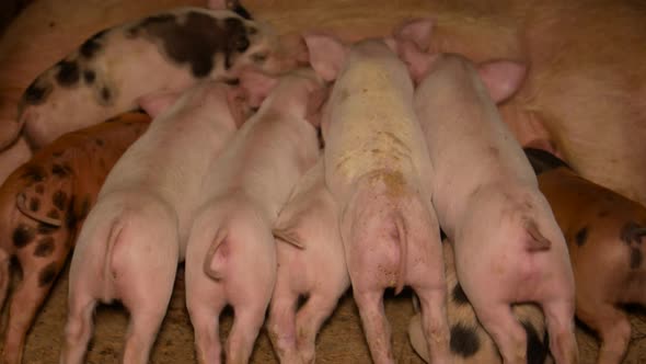 Little pigs are eating - milk, mum swine cares about children. Lovely animals on the farm