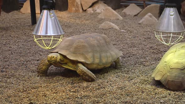 A large adult turtle is crawling over rocks