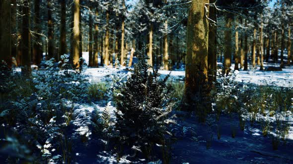 Snow Covered Conifer Forest at Sunny Day
