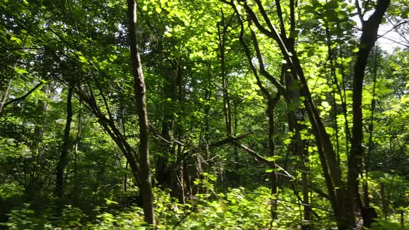 Natural Landscape in the Forest During the Day