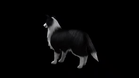 Sheep Dog Idle View From Back Side alt