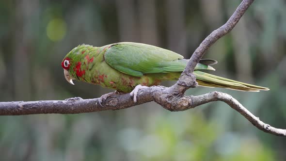 Tropical Mitred Parakeet Parrot perched on wooden branch and eating prey, close up