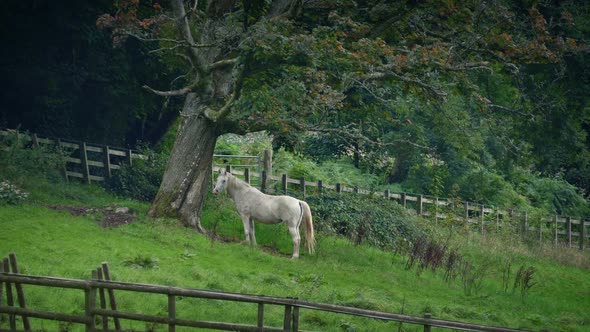 Horse Sheltering Under Tree In The Countryside