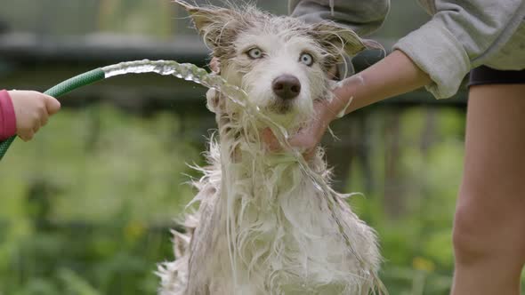 DOG BATHING - Husky and collie mix being bathed by mother and child, slow motion