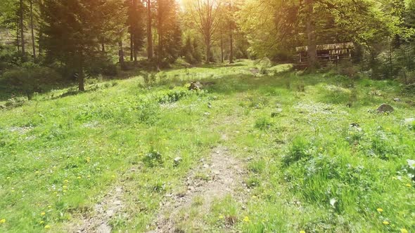 Low Flight Through Sunny Forest