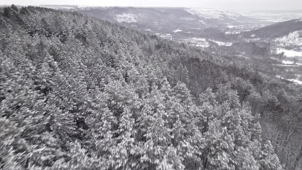 Drone Aerial Shot of Flying Over Winter Treetops with Snow