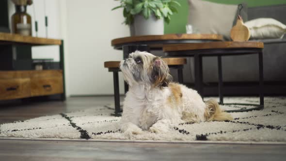 Man hands chew toy to Havanese dog sitting on rug, medium shot