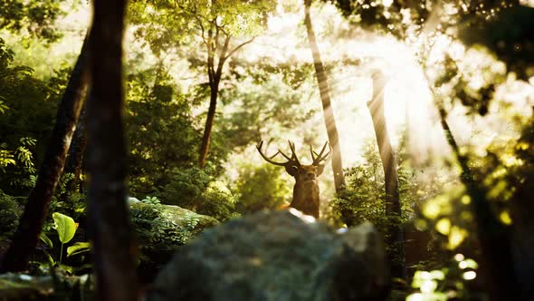 Red Deer Stag in Forest