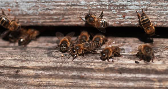 European Honey Bee, apis mellifera, Bees standing at the Entrance of The Hive