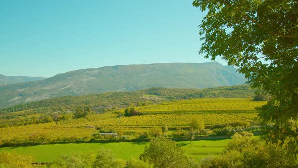 Lush Tree Grows Against Huge Grape Plantation Near Mountain