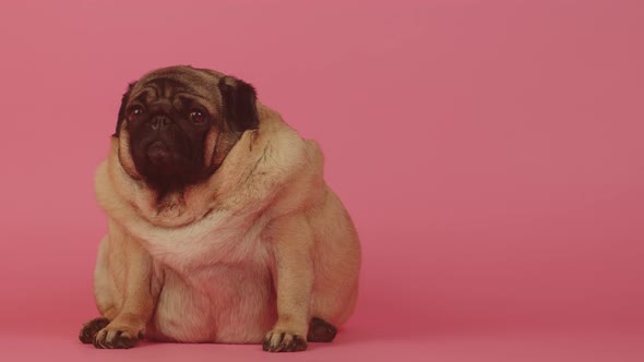 Very Thick Pug Sits and Looking at Camera