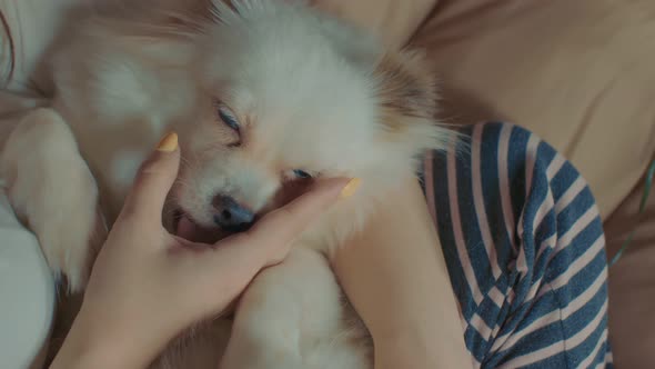 Close Up of White Spitz Lying on Woman and Licking Her Hand