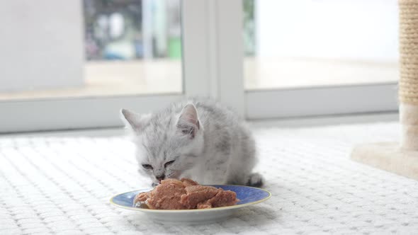 Cute Kitten Eating Food Slow Motion 