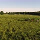 Aerial cinematic view of herd of horses galloping through the green grassland - VideoHive Item for Sale