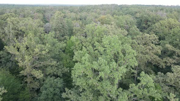 Forest with Trees on a Summer Day Slow Motion