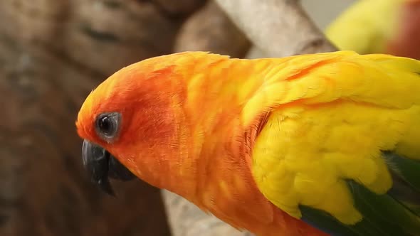 Close up of Sun Conure perched on tree branch. Gimbal shot