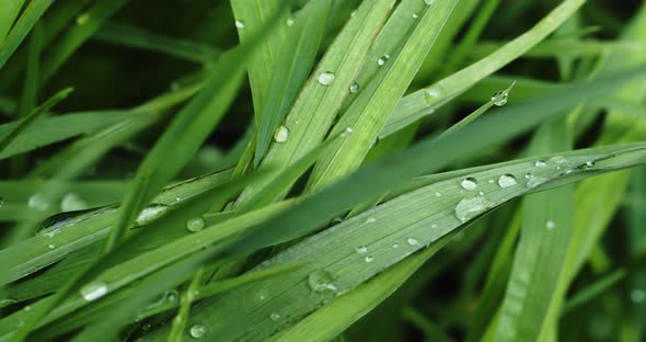 Green Grass with Dew Drops After Rain