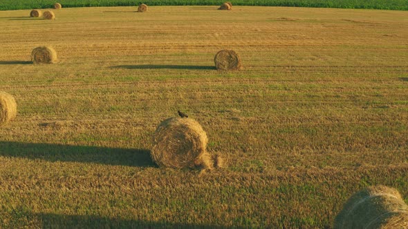 Common Buzzard Or Buteo Buteo Wild Bird Flies Sitting On Hay Straw Roll In Field