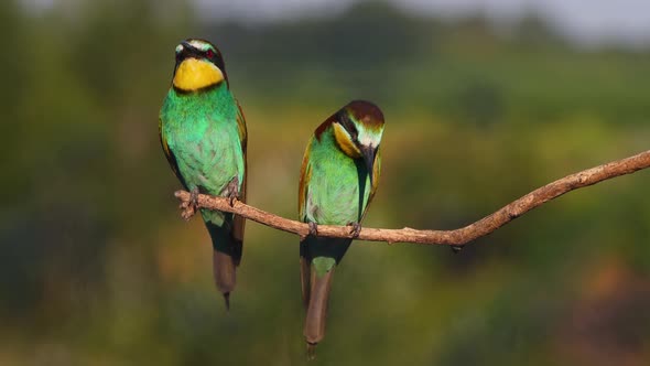Paradise Couple of Beautiful Birds Sings on a Branch