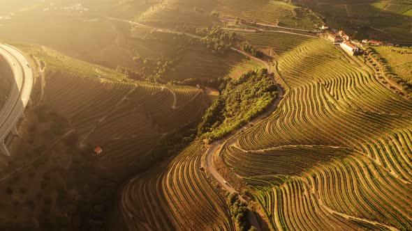 Aerial View on Douro River Valley with Vineyards