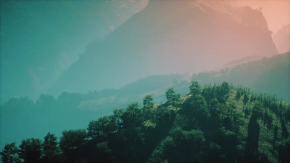 Green Trees in Canyon at Sunset with Fog