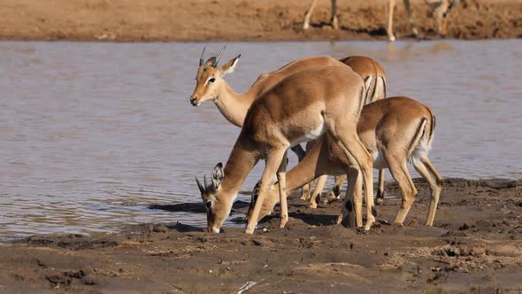 Impala Antelopes Drinking Water