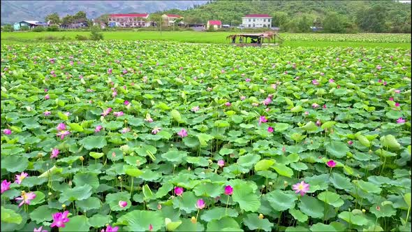 Drone Flies Backward Across Lotus Field From Town