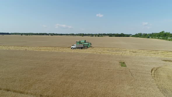 Aerial Drone Footage. Combine Harvester Gathers the Wheat. Harvesting Grain Field