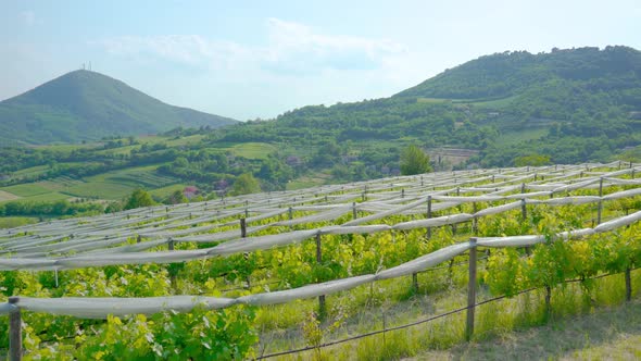 Green Hills and Vineyards in Front