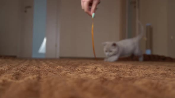 Scottish Gray Fluffy Cute Kitten Runs After the Ribbon to the Camera in Slow Mo