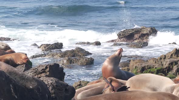 Wild Seals Rookery Sea Lions Resting on Rocky Ocean Beach California Wildlife