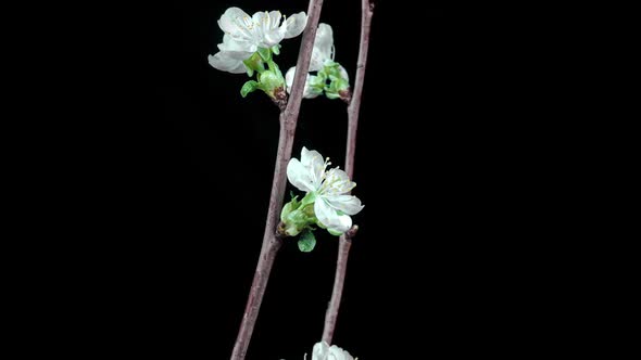 Time Lapse of Blossoming Branch with Pink Cherry Blossom Flowers