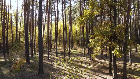 Forest with Trees in an Autumn Day