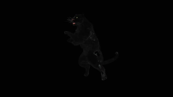 Panther Dancing HD