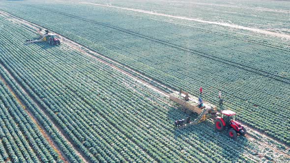 Massive Cabbage Field is Getting Harvested