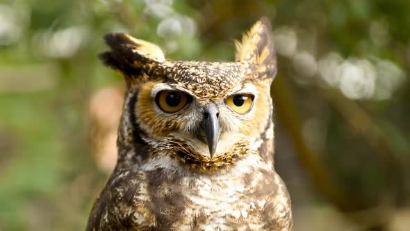 Close-up of the face of a Great Horned Owl (Bubo virginianus)