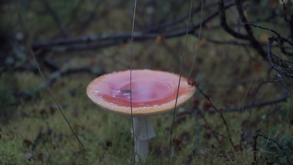 A large red forest mushroom